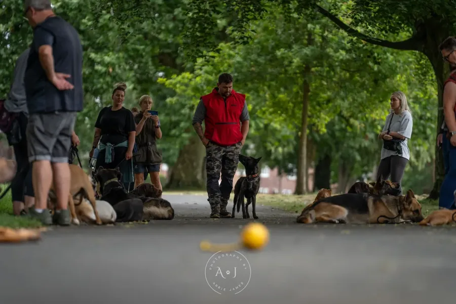Recall training outdoors